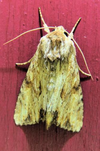 Réf. 336 742 : Apamea sublustris